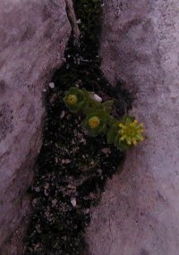 Saxifrage in crevice